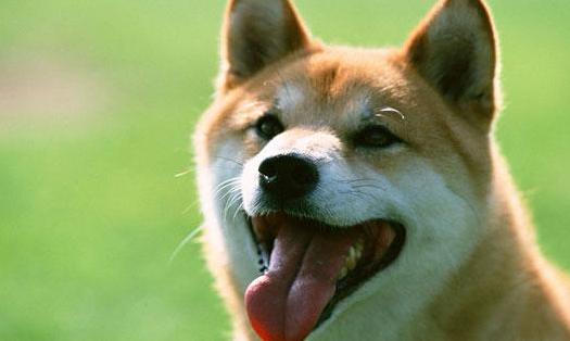 我的世界萌犬doge-柴犬皮肤下载