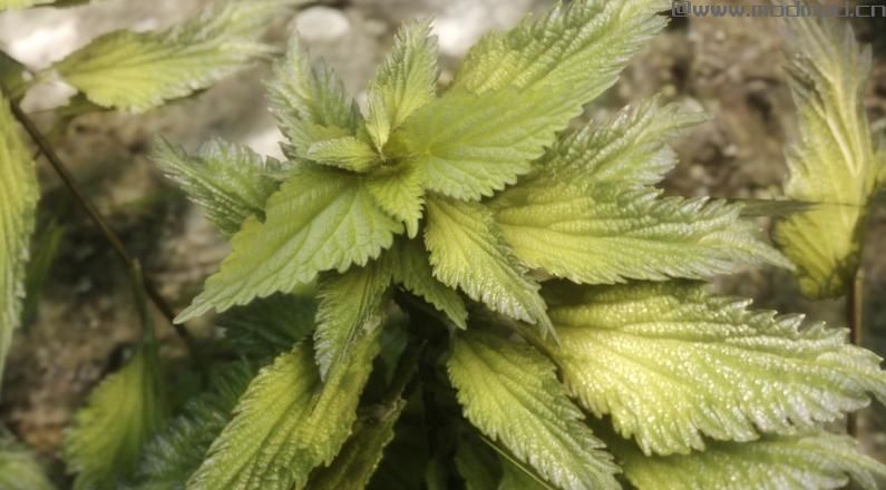 上古卷轴5 超高质感自然植物MOD下载+安装说明