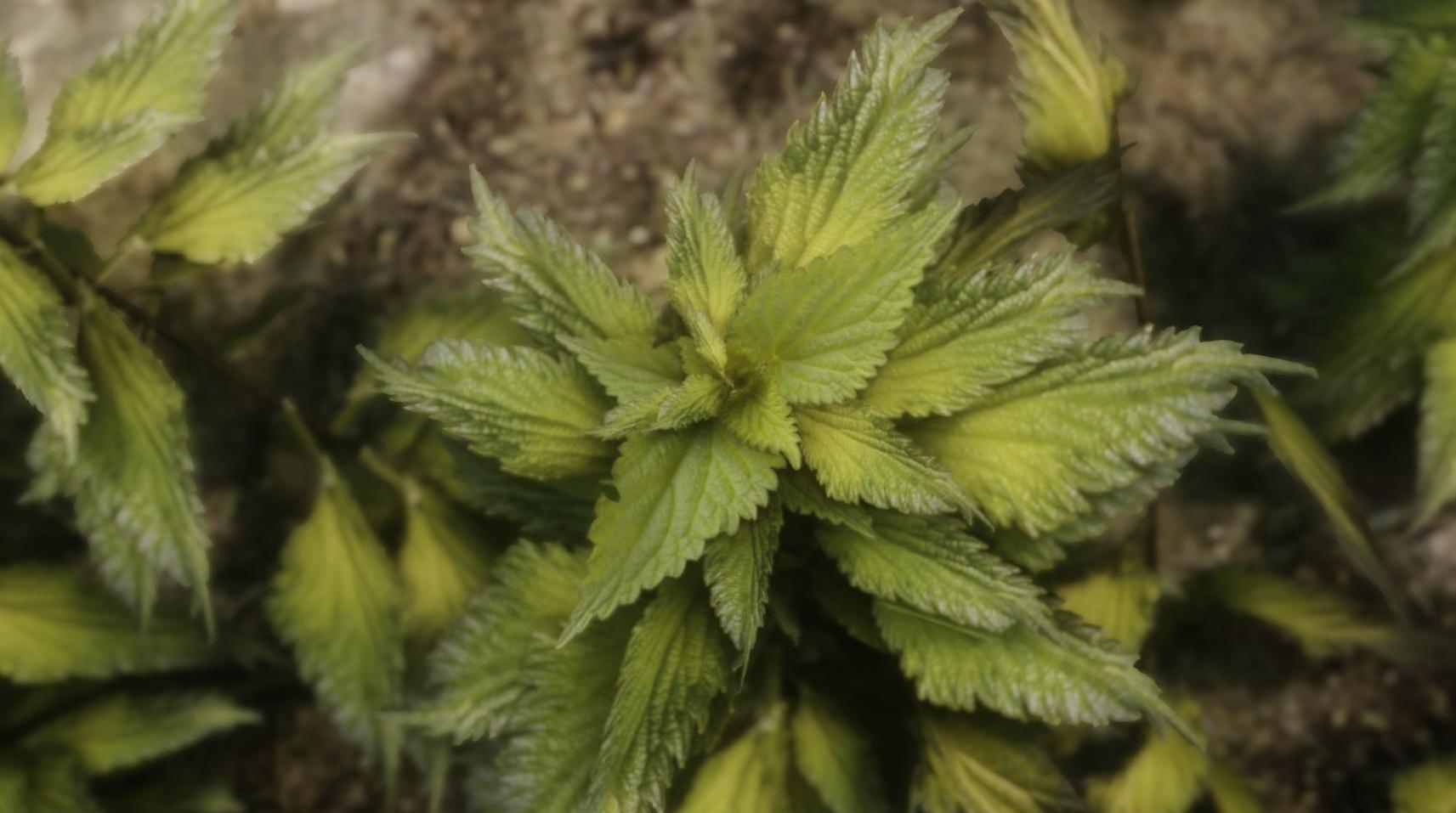 上古卷轴5超高质感自然植物MOD下载