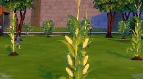 模拟人生4MOD：MTS_icemunmun_可收获玉米秸秆