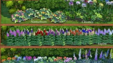 模拟人生4MOD：花植物14