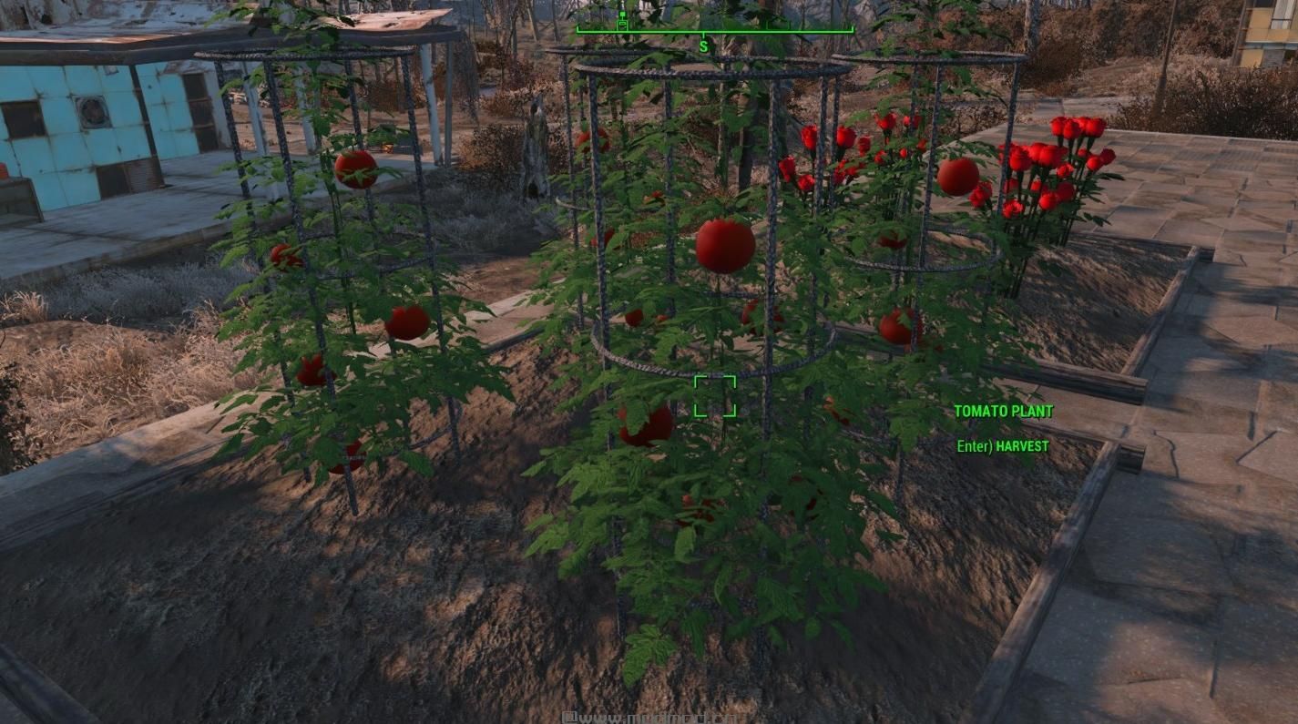辐射4MOD：汉化 土豆番茄草莓蕨菜和玫瑰种植1.0MOD
