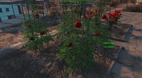辐射4MOD：汉化 土豆番茄草莓蕨菜和玫瑰种植1.0MOD