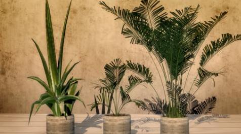 模拟人生4MOD：卡洛斯植物和棕榈树