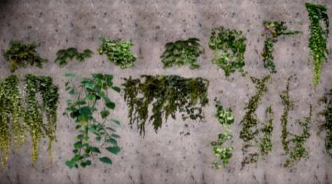 模拟人生4MOD：花植物28