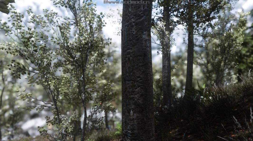 上古卷轴5：重置版MOD 美丽的白桦树皮4K