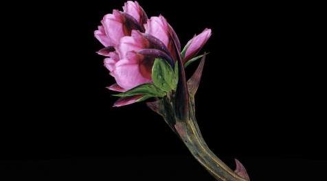 上古卷轴5：天际MOD sanguinerose 魔神器热血玫瑰的新材质，纯模型和材质文件