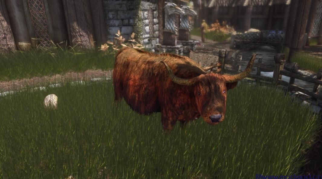 Pfuscher的Highlandcow HD