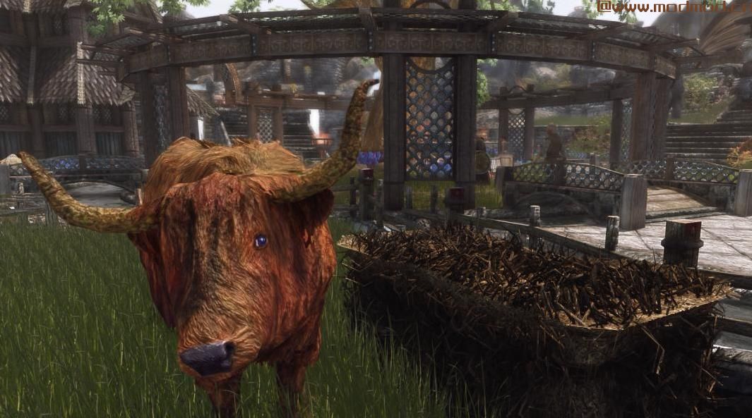 Pfuscher的Highlandcow HD