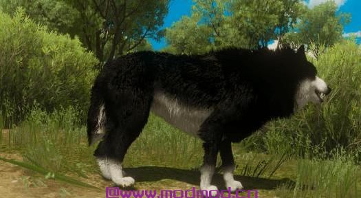 巫师3：狂猎MOD - Wolf Color -（狼的颜色）