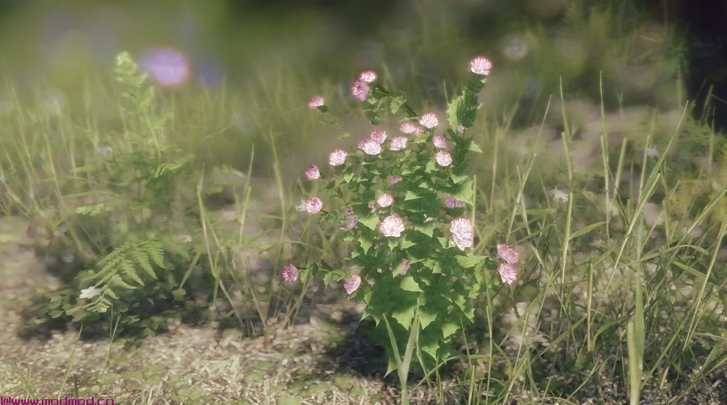 独特的花朵和植物