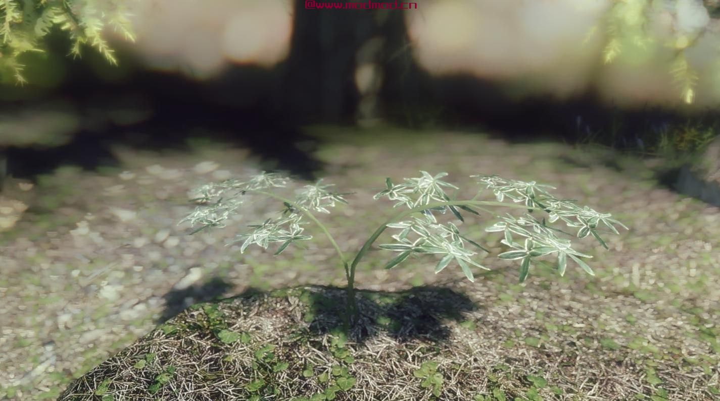 独特的花朵和植物