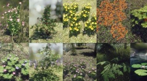 上古卷轴5：天际MOD 独特的花朵和植物