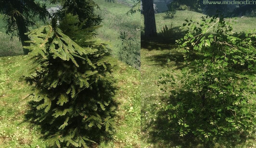 独特的花朵和植物