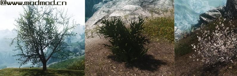 上古卷轴5：天际MOD 独特的花朵和植物
