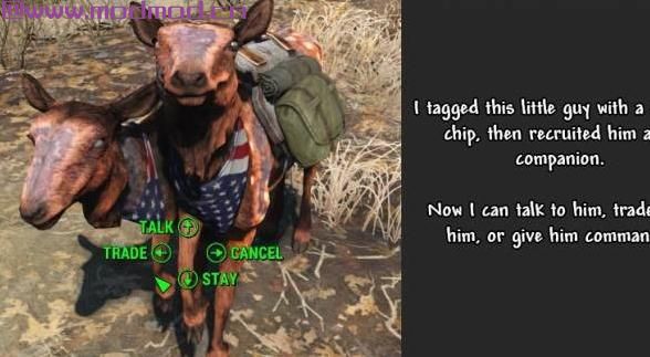 野兽大师 - 生物伴侣大修