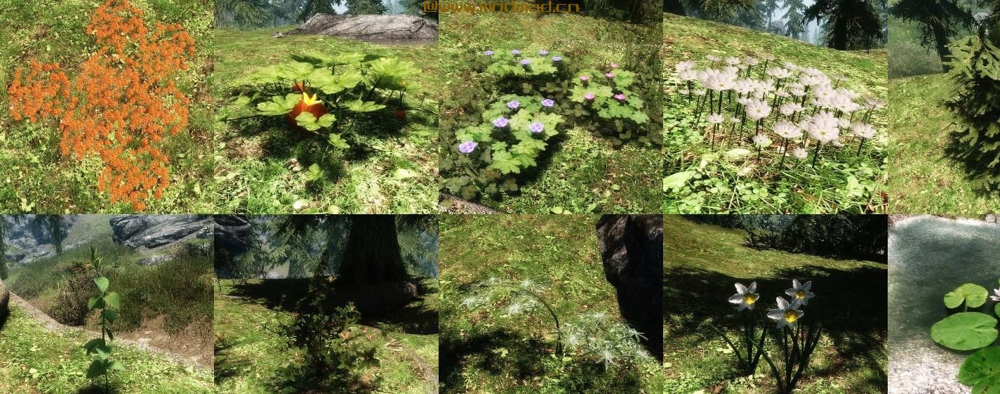 上古卷轴5：天际MOD 独特的花朵和植物