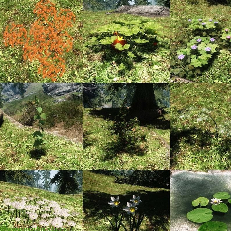 上古卷轴5：天际MOD 独特的花朵和植物
