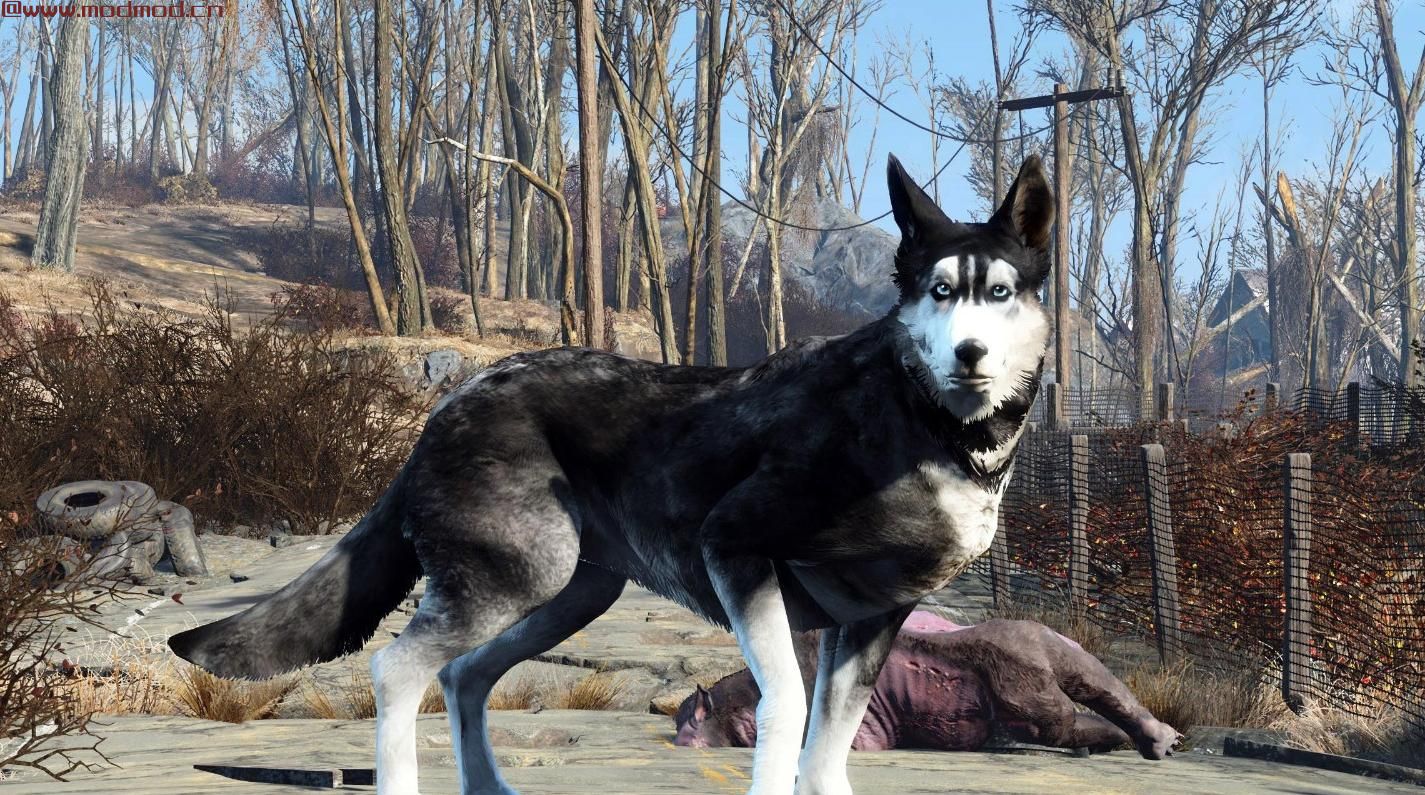 暗影黑暗赫斯基同伴