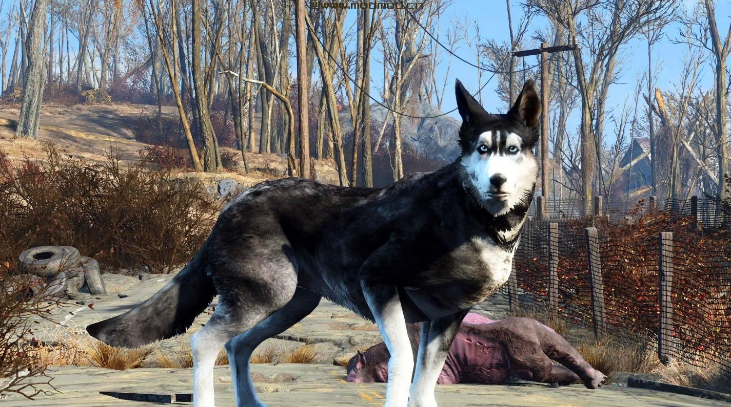 暗影黑暗赫斯基同伴