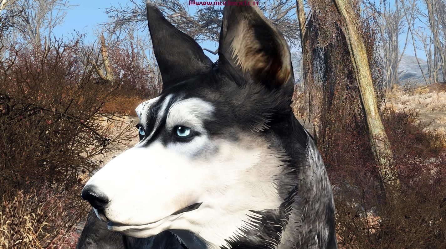 暗影黑暗赫斯基同伴