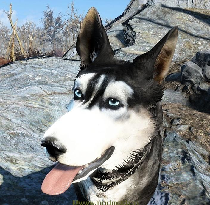 暗影黑暗赫斯基同伴