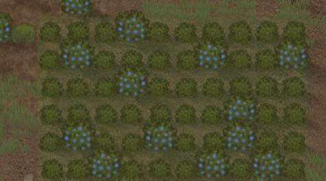 边缘世界(环世界)MOD [Mod搬运+说明汉化][V1.0][种植]Plantable Wild Berries-可种植的的浆果