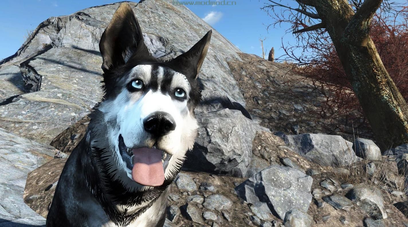 暗影黑暗赫斯基同伴