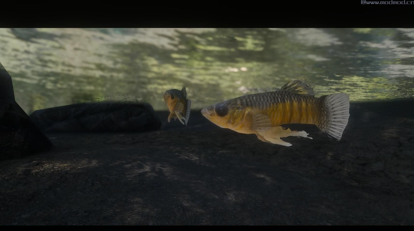 上古卷轴5：重置版MOD 池塘鱼