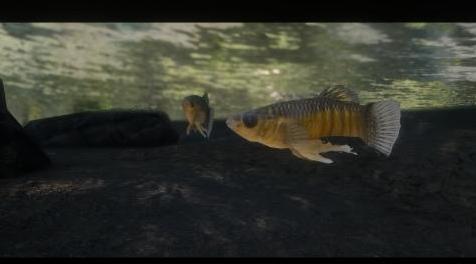 上古卷轴5：重置版MOD 池塘鱼