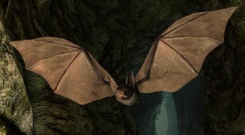 上古卷轴5：重置版MOD 敌人蝙蝠 - 天际元素（SSE PORT）