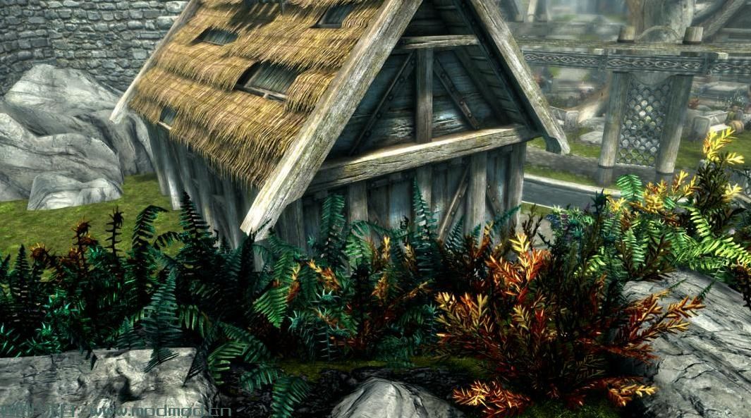 多姿多彩的蕨类植物