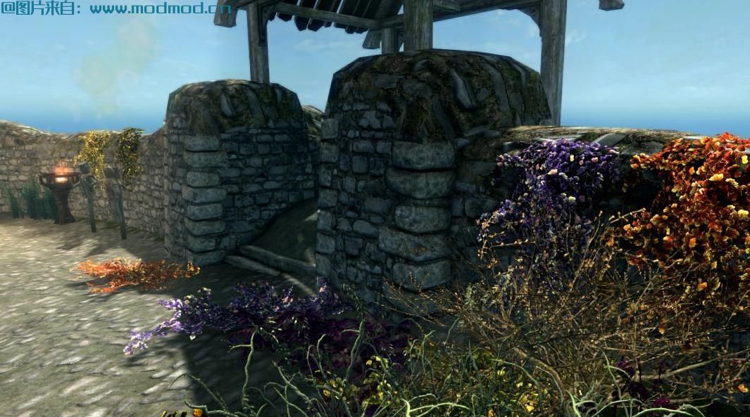 多姿多彩的蕨类植物