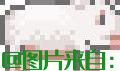 更好的猪