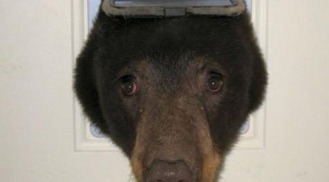 上古卷轴5：重置版MOD 真正的猎人SE  - 每平方米更少的动物