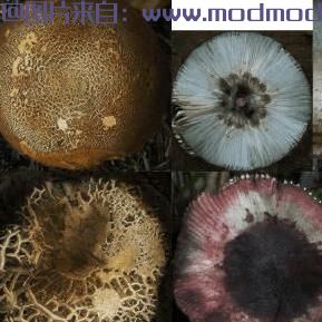 上古卷轴5：重置版MOD 大教堂 - 蘑菇