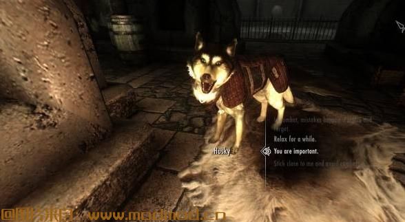 上古卷轴5：天际MOD 【Dogs of Skyrim】天际的狗狗——狗狗与众不同，增加狗狗同伴，NPC饲养狗狗