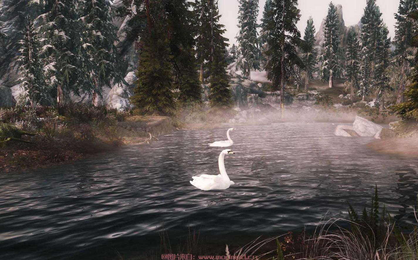 「搬运 | 汉化」上古卷轴5天际MOD：Ducks and Swans for Skyrim（优雅的天鹅和可爱的鸭子带声音版）