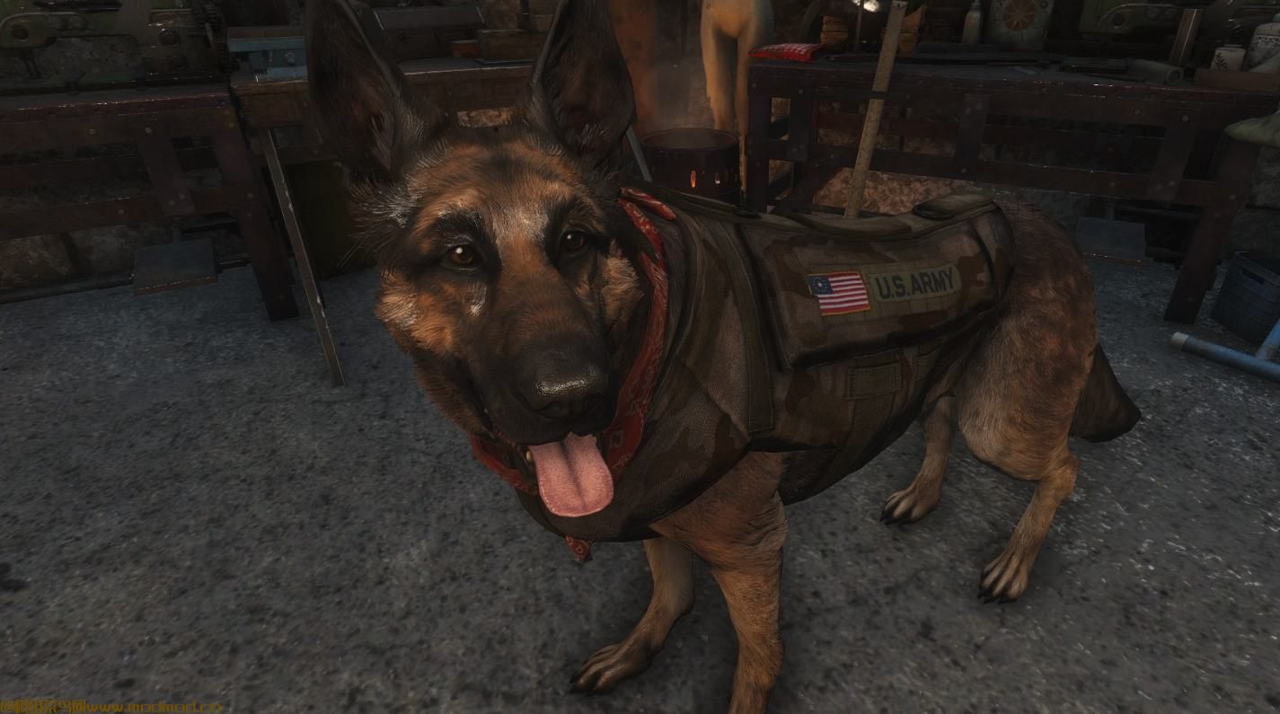 CWplus K-9 Harness（狗的服装）