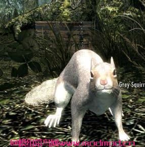 森林湖泊之家，有坐骑和随从，非常丰富的内容！