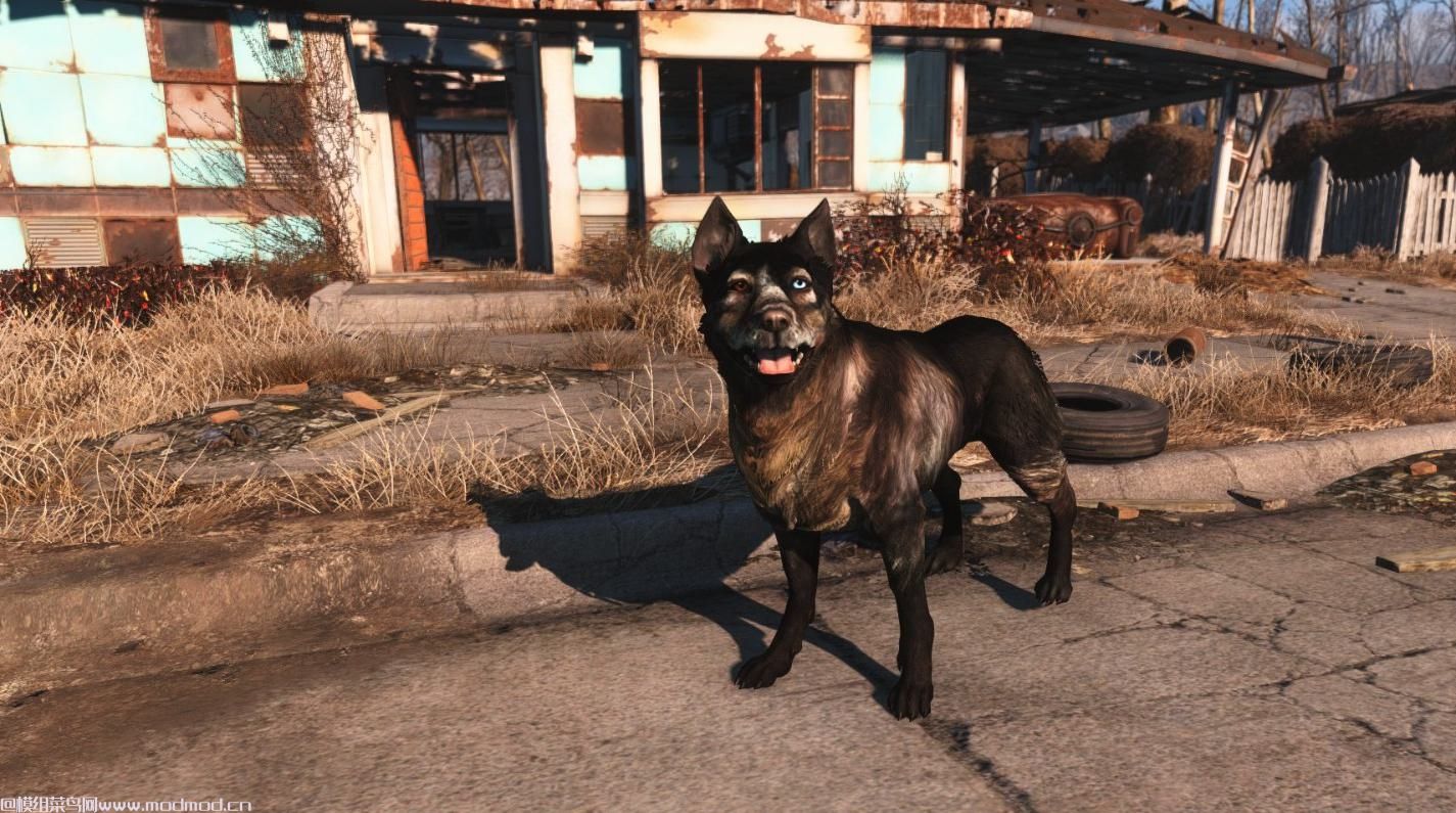 经典的Dogmeat