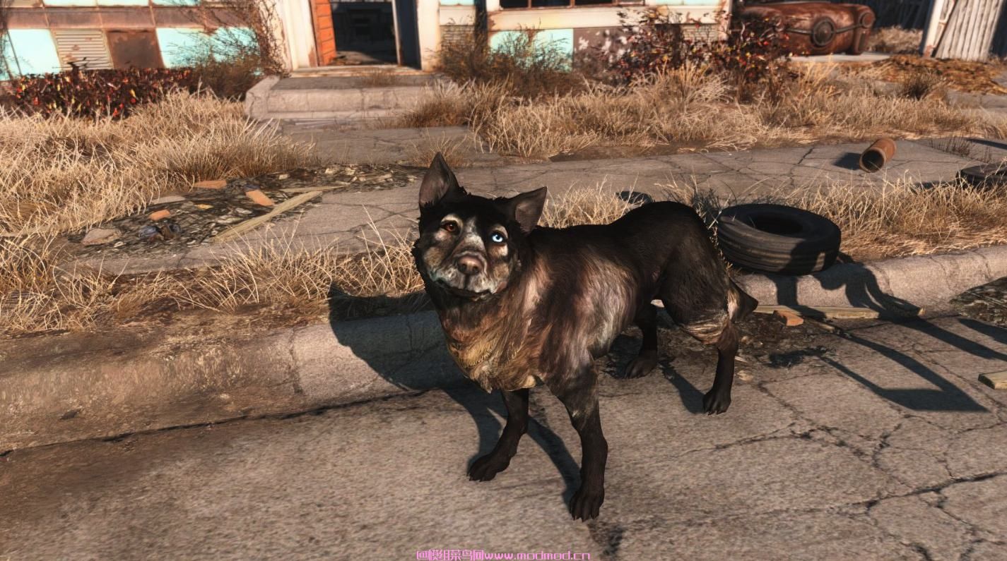 经典的Dogmeat